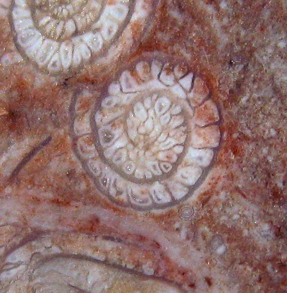 Foraminiferan