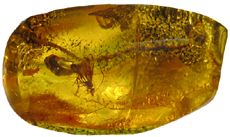 Wasp in Amber