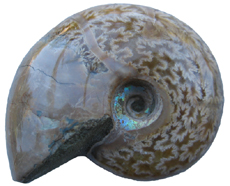 Ammonite Showing Suture Lines