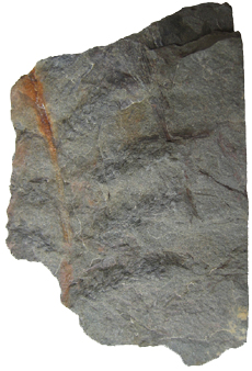 Archaeopteris