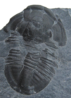 Asaphiscus wheeleri Utah