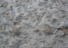 Trilobite Associated Slab Kope Formation Ordovician Cincinnati, Ohio