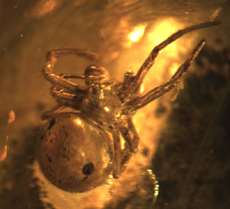 Spider in Amber