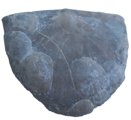 Articulate Brachiopod with Inarticulate Brachiopods Attached