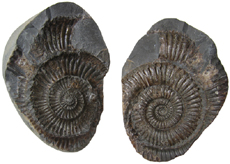 Ammonite Mold & Cast
