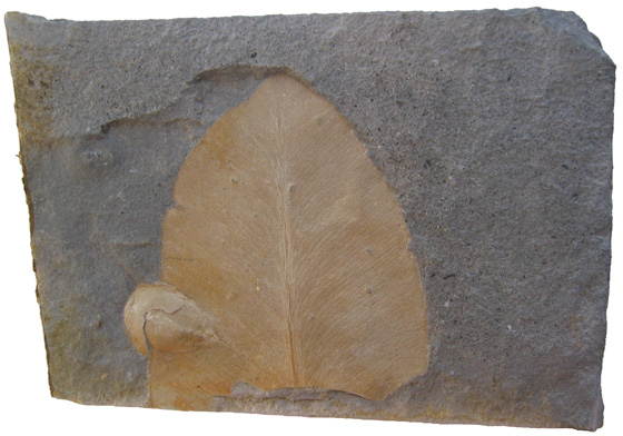 Glossopteris Leaf & Seed Scale