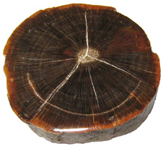 Glossopteris stem