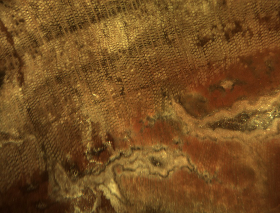 Xylem Tissue of Araucaria at 20x