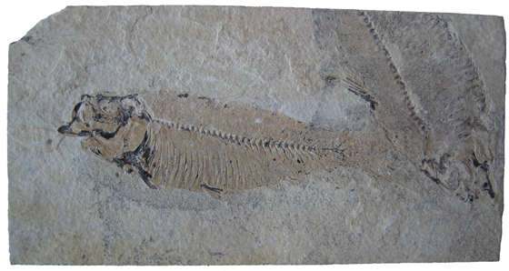 Picture of Fossil Fish Imprint