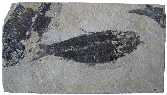 Picture of Fossil Fish Compression