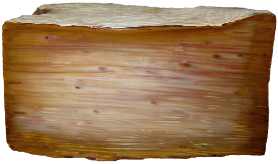 Palm Fiber Longitudinal Section