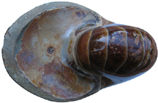 Nautilus showing siphuncle