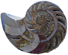 Nautilus showing Siphuncle
