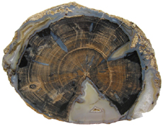 Permineralized Wood