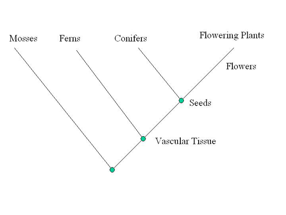 Plant Cladogram Example