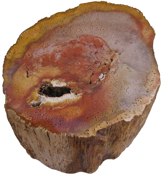Titea singularis log with rot pocket