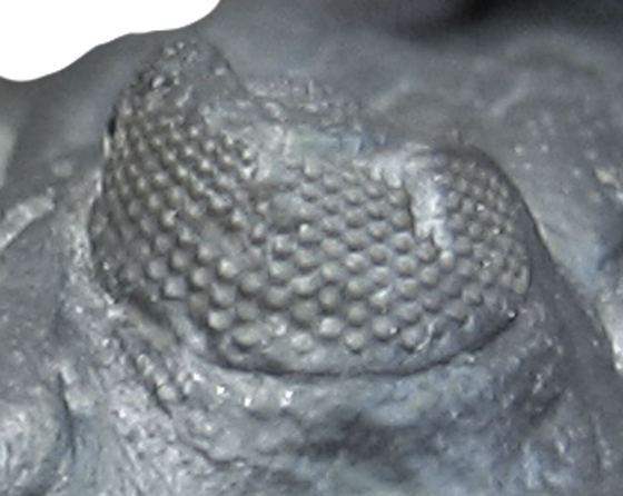Trilobite Eye