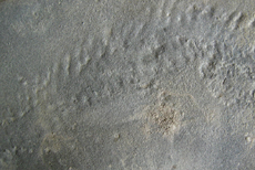 Trilobite Tracks