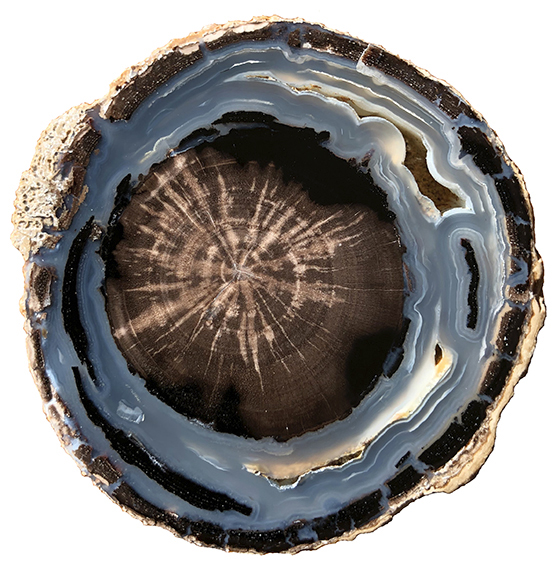 Blue Forest Limb Wyoming Eocene