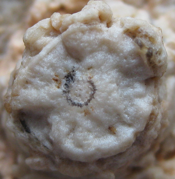 Fossil Cone Stem