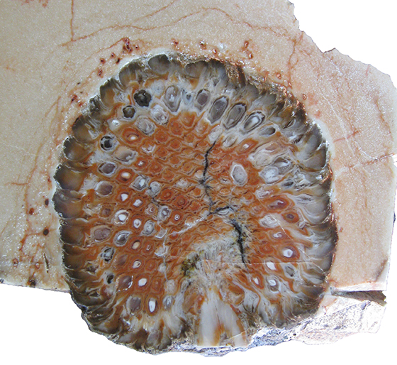 Fossil Cone