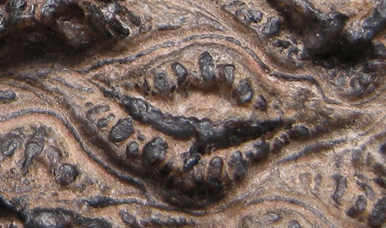 Close-up of Weathered Scale