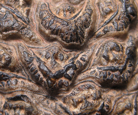 Close-up of fossil A. mirabilis scales