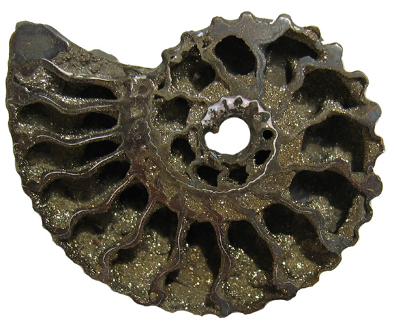 Ammonite from Russia