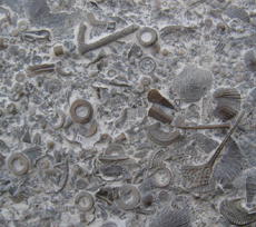 Trilobite Associated Slab  Kope Formation Ordovician Cincinnati, Ohio
