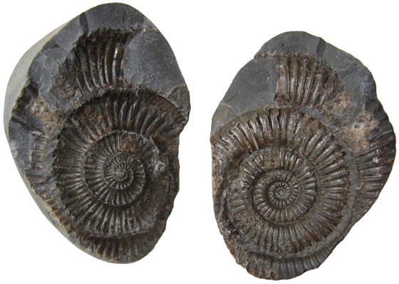 Ammonite Mold & Cast