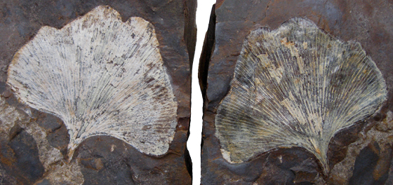 Fossil Ginkgo Leaf
