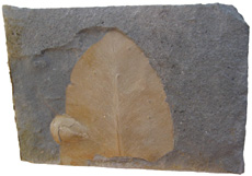 Glossopteris Leaf and Seed Scale