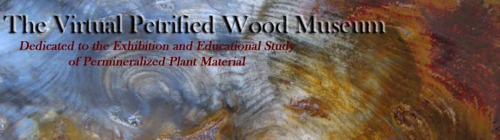 The Virtual Petrified Wood Museum.  Dedicated to the Exhibition and Educational Study of Permineralized Plant Material