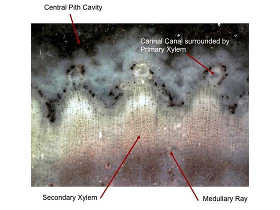 Carinal Canals of Arthropitys or Calamites