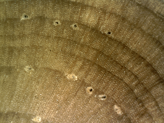 Bruneau Pine